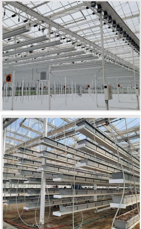 空中草莓1.png 空中草莓1.png